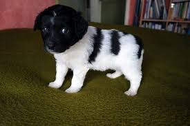 Pup Mila
