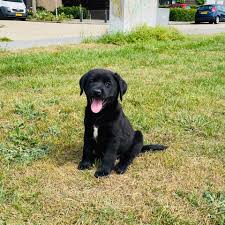 Pup Jax
