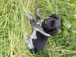 Pup Belle