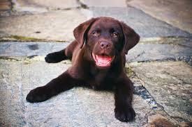 Pup Milo