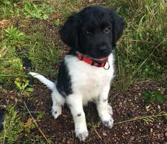 Pup Max