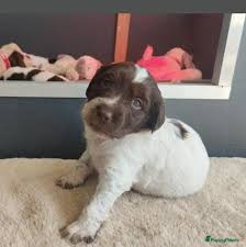 Pup Luna