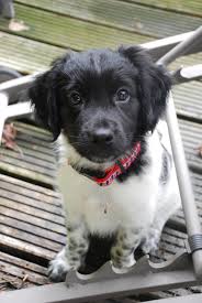 Pup Toby