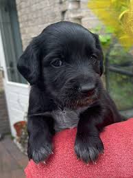 Pup Nova