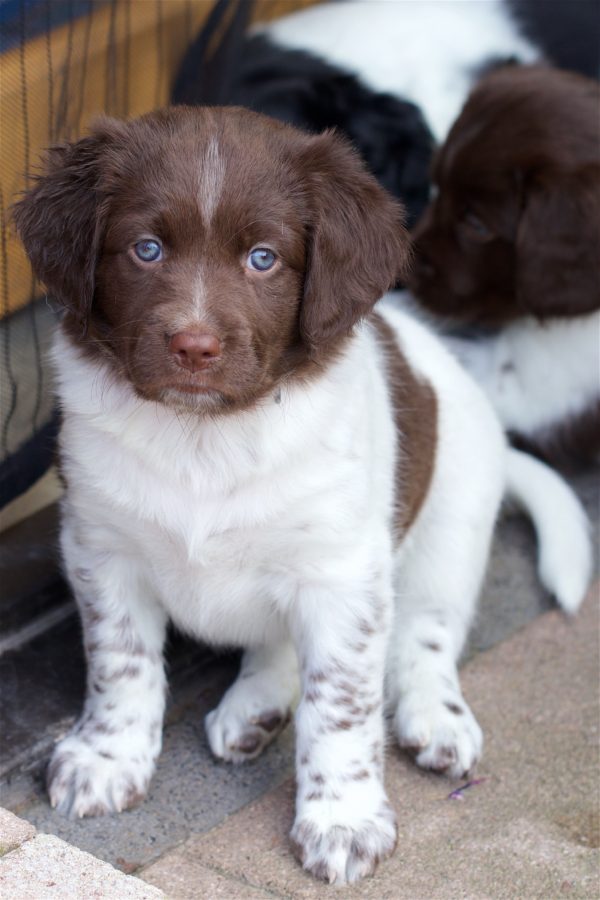 Pup Diesel