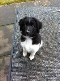 Pup Finn