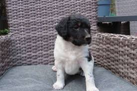 Pup Noor